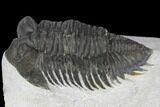 Bargain, Coltraneia Trilobite Fossil - Huge Faceted Eyes #137703-3